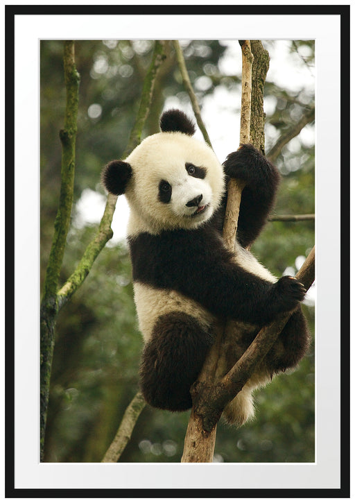 niedlicher Pandabär auf Baum Passepartout 100x70
