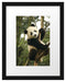 niedlicher Pandabär auf Baum Passepartout 38x30