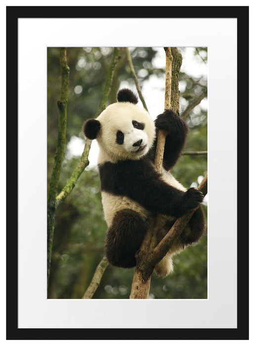niedlicher Pandabär auf Baum Passepartout 55x40