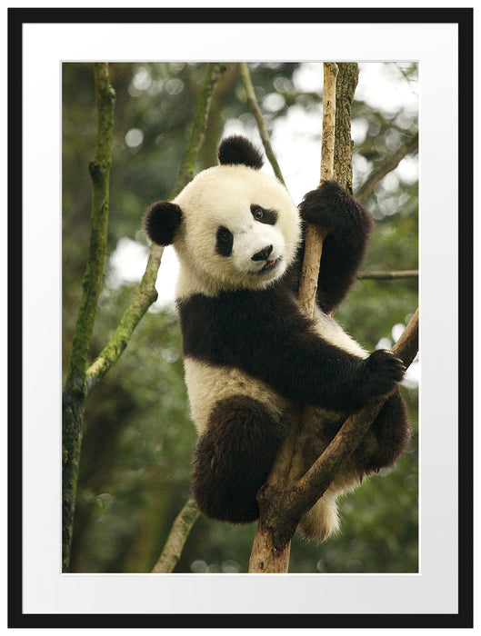 niedlicher Pandabär auf Baum Passepartout 80x60