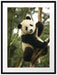 niedlicher Pandabär auf Baum Passepartout 80x60