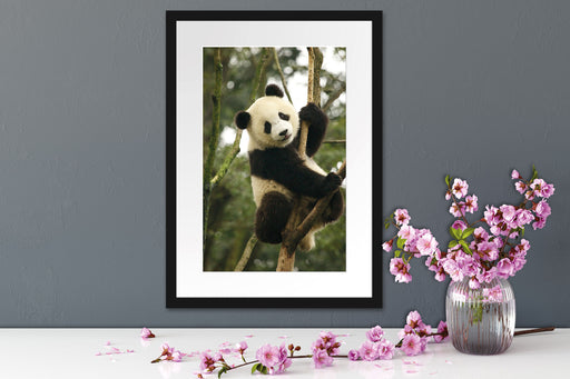 niedlicher Pandabär auf Baum Passepartout Wohnzimmer