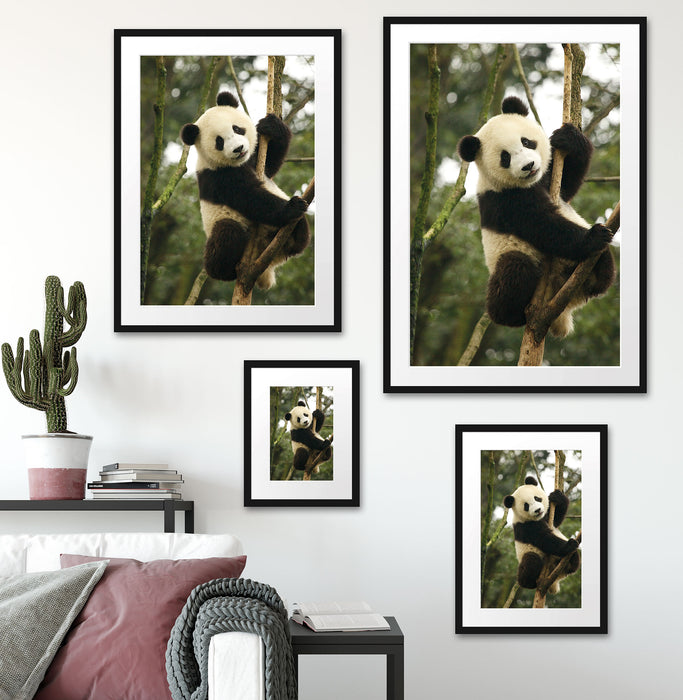 niedlicher Pandabär auf Baum Passepartout Dekovorschlag