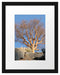 einsamer Baum im Gebirge Passepartout 38x30