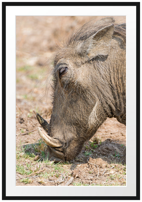 Pixxprint Warzenschwein durchwühlt Boden, im Galerie-Passepartout Bilderrahmen