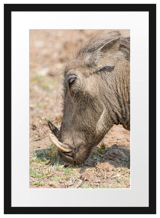 Warzenschwein durchwühlt Boden Passepartout 55x40