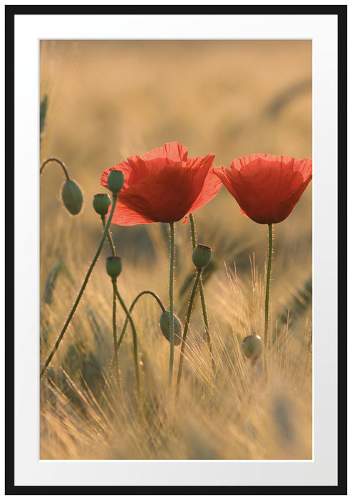 Pixxprint Zwei schöne Mohnblumen, im Galerie-Passepartout Bilderrahmen