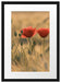 Zwei schöne Mohnblumen Passepartout 55x40
