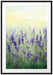 Schöner Lavendel im Regen Passepartout 100x70