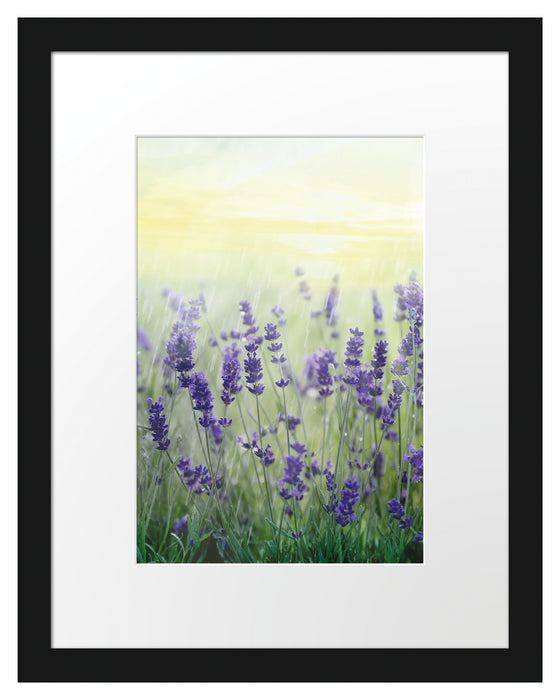 Schöner Lavendel im Regen Passepartout 38x30