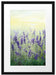 Schöner Lavendel im Regen Passepartout 55x40
