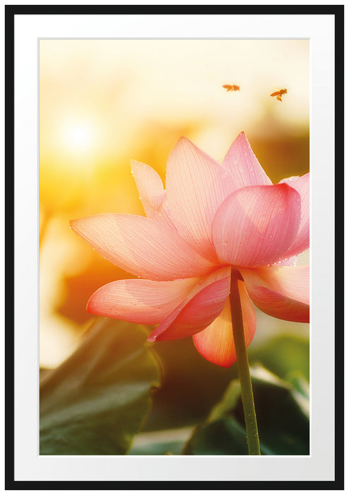 Pixxprint Lotus im Abendlicht, im Galerie-Passepartout Bilderrahmen