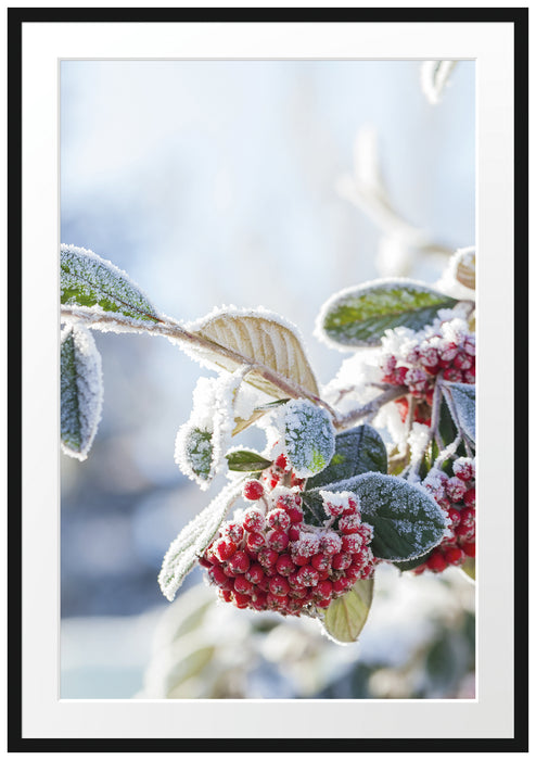 Pixxprint Vogelbeeren im Winter, im Galerie-Passepartout Bilderrahmen
