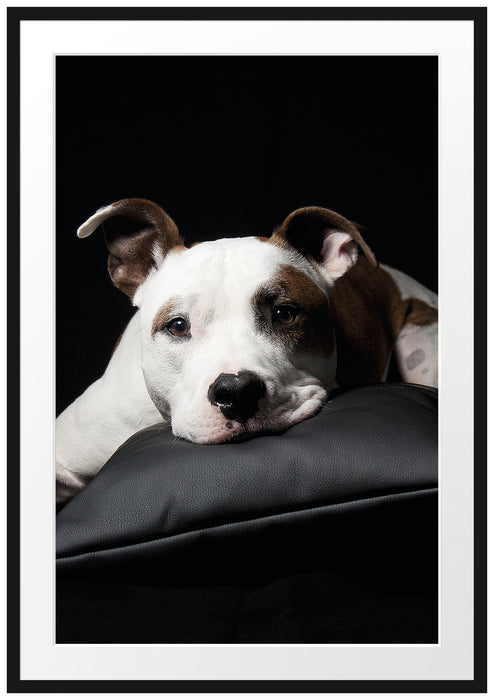 Pixxprint Dark Süßer American Staffordshire, im Galerie-Passepartout Bilderrahmen