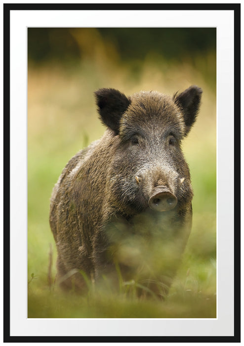 Pixxprint Wildschwein auf Wiese, im Galerie-Passepartout Bilderrahmen