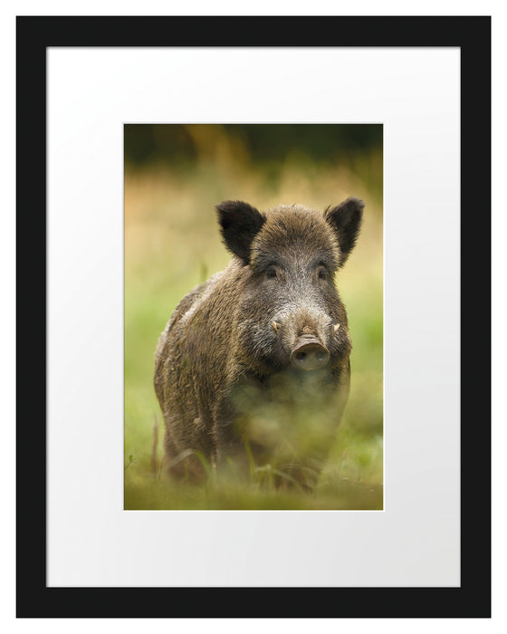 Wildschwein auf Wiese Passepartout 38x30