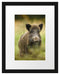 Wildschwein auf Wiese Passepartout 38x30