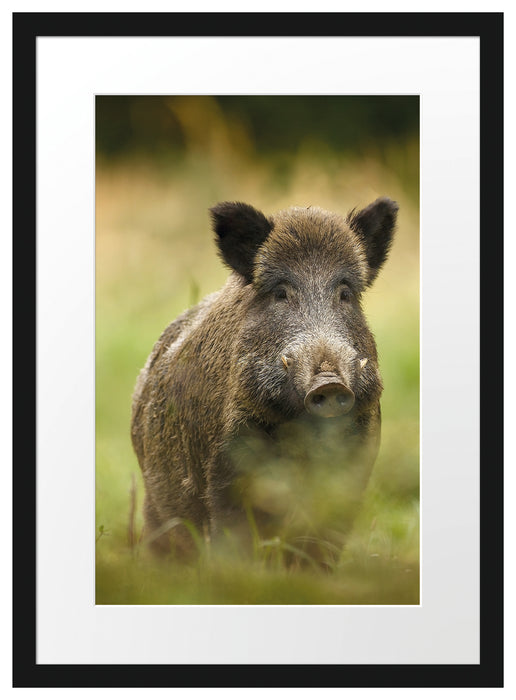 Wildschwein auf Wiese Passepartout 55x40