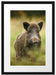 Wildschwein auf Wiese Passepartout 55x40