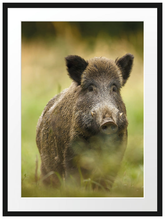 Wildschwein auf Wiese Passepartout 80x60