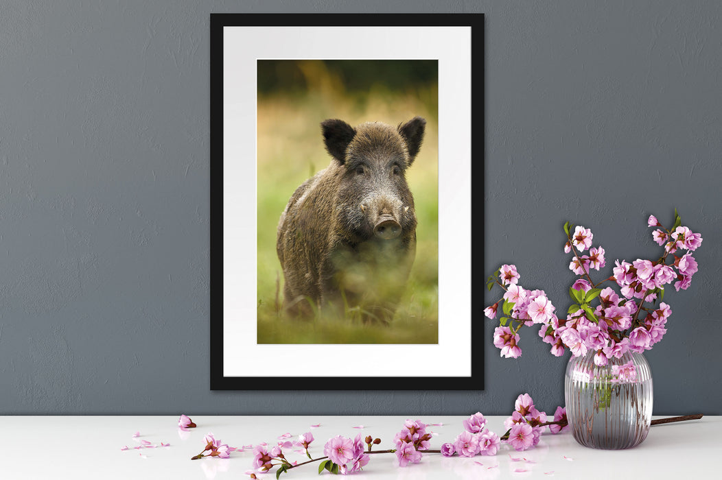 Wildschwein auf Wiese Passepartout Wohnzimmer