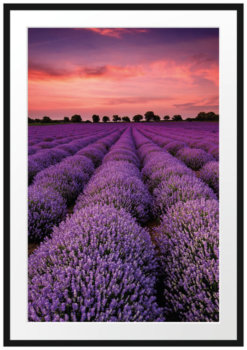 Pixxprint Wunderschöne Lavendel Provence, im Galerie-Passepartout Bilderrahmen