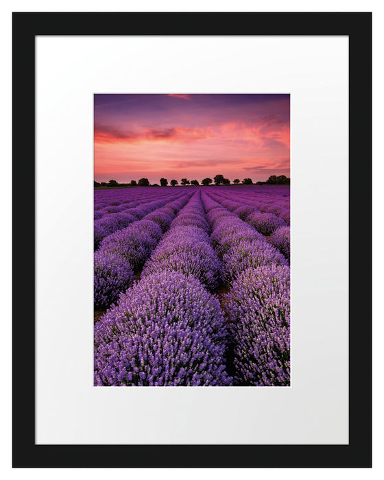 Wunderschöne Lavendel Provence Passepartout 38x30