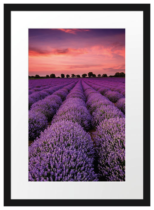 Wunderschöne Lavendel Provence Passepartout 55x40
