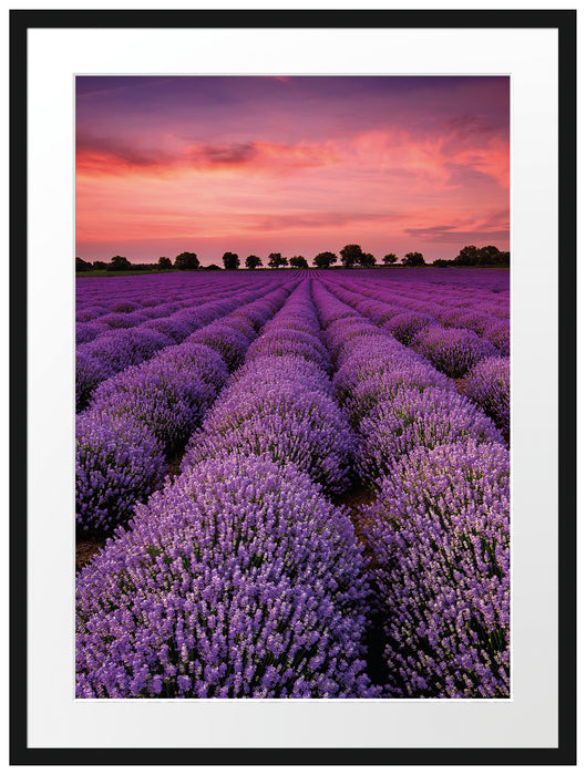 Wunderschöne Lavendel Provence Passepartout 80x60