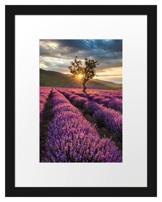 Lavendel Provence mit Baum Passepartout 38x30