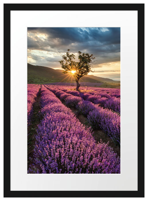 Lavendel Provence mit Baum Passepartout 55x40
