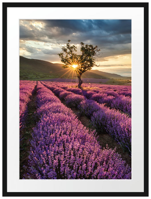 Lavendel Provence mit Baum Passepartout 80x60