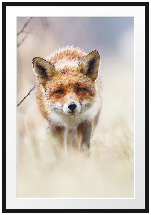 Pixxprint Schleichender fuchs, im Galerie-Passepartout Bilderrahmen