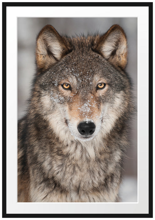 Pixxprint Wachsamer Wolf, im Galerie-Passepartout Bilderrahmen