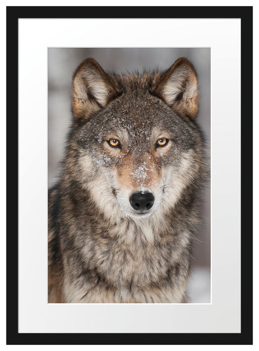Wachsamer Wolf Passepartout 55x40