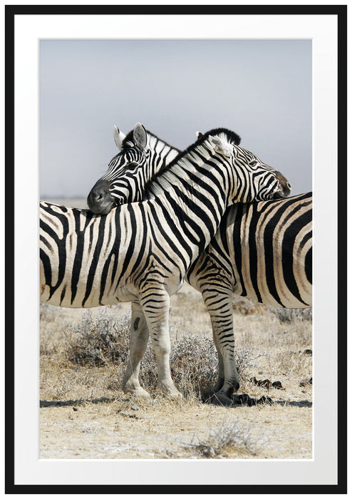 Pixxprint Schmusende Zebras, im Galerie-Passepartout Bilderrahmen