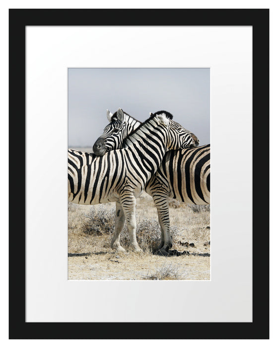 Schmusende Zebras Passepartout 38x30