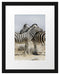 Schmusende Zebras Passepartout 38x30