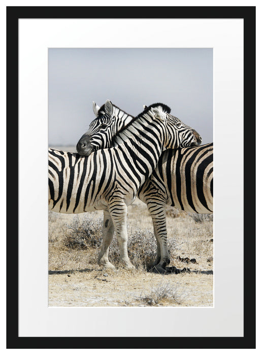 Schmusende Zebras Passepartout 55x40