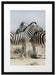 Schmusende Zebras Passepartout 55x40