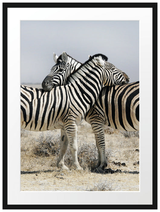 Schmusende Zebras Passepartout 80x60