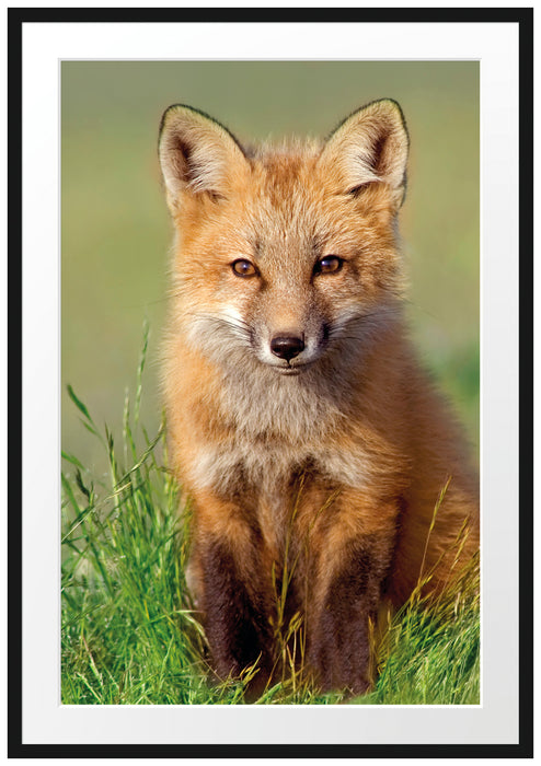 Pixxprint Kleiner Fuchs auf Wiese, im Galerie-Passepartout Bilderrahmen