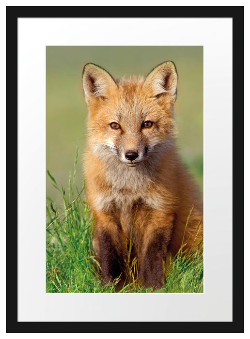 Kleiner Fuchs auf Wiese Passepartout 55x40