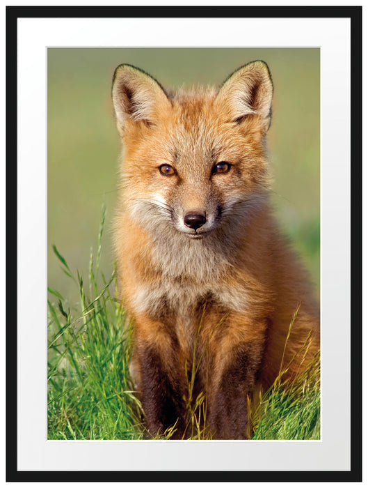 Kleiner Fuchs auf Wiese Passepartout 80x60