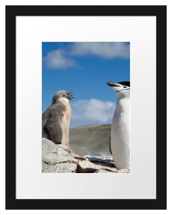 Pinguin mit süßen Küken Passepartout 38x30