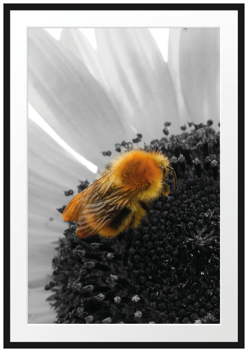 süße Biene auf großer Sonnenblume Passepartout 100x70