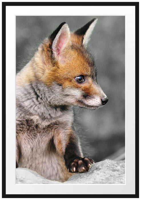 schöner junger Fuchs Passepartout 100x70