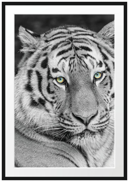 schöner prächtiger Tiger Passepartout 100x70