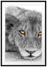 wachsamer junger Löwe Passepartout 100x70