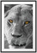 anmutige Löwin Passepartout 100x70